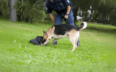 Florida Court Ruling: Police Can’t Use Drug-Sniffing Dogs Alone to Search Your Marijuana